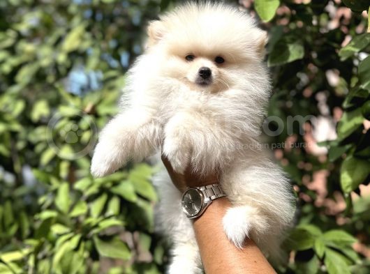 Pomerani̇an Yavrularimiz görsel