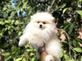 Pomerani̇an Yavrularimiz