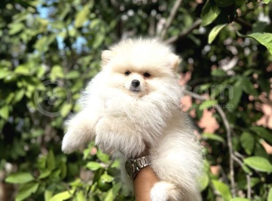 Pomerani̇an Yavrularimiz görsel