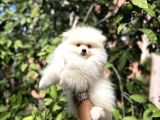 Pomerani̇an Yavrularimiz