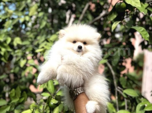 Pomerani̇an Yavrularimiz görsel