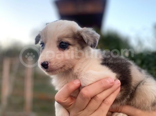 Border Collie Bebekler Federasyon Kayıtlı  Şecere Belgeli görsel