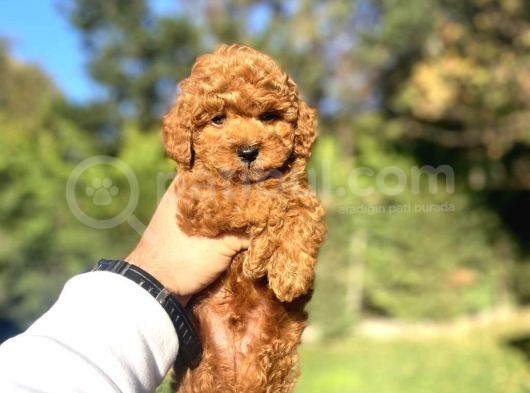 SAF IRK POODLE YAVRULARIMIZ VONALP PET GÜVENCESİYLE