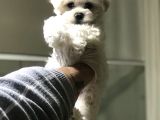 Saf Irk Maltese Yavrularimiz Vonalp Pet Güvencesi̇yle