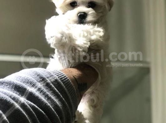 Saf Irk Maltese Yavrularimiz Vonalp Pet Güvencesi̇yle görsel