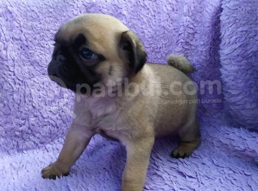 Irk Ve Sağlık Garantili Pug Yavrular