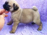 Irk Ve Sağlık Garantili Pug Yavrular