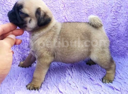 Irk Ve Sağlık Garantili Pug Yavrular görsel