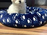 SAFKAN MALTESE TERRİER YAVRULAR VONALP PET GARANTISI İLE