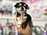Mi̇ni̇  Boy Orji̇nal Teacup Şi̇vava Yavrular