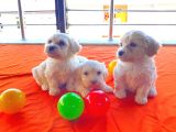 A Kalite Maltese Terrier Yavrularımız