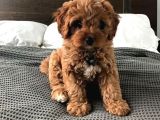 Maltipoo Orjinal Safkan Her Renk Ve Boyut Tüy Dökmez