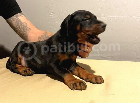 Fci̇ Ki̇ng Doberman Yavrulari görsel