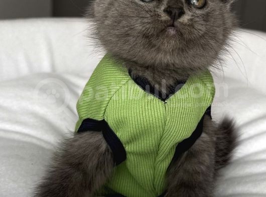Dişi Biblo Surat Scottish Fold Prensesimiz görsel