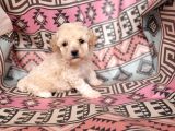 Maltipoo Yavrular Bursa Köpek Okulu
