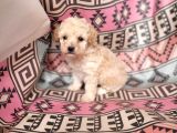 Maltipoo Yavrular Bursa Köpek Okulu
