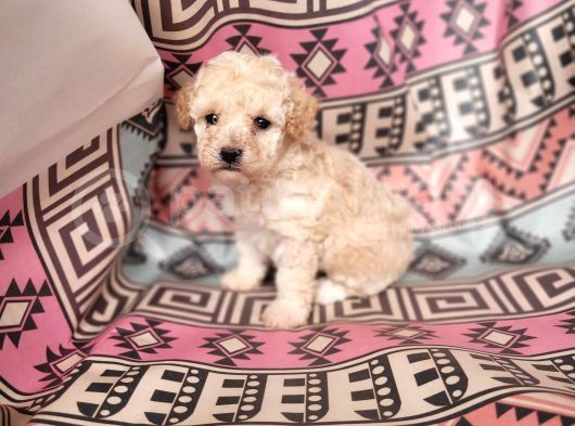 Maltipoo Yavrular Bursa Köpek Okulu görsel