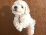 Mükemmel Maltipoo Bebekler
