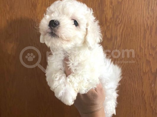 Mükemmel Maltipoo Bebekler görsel