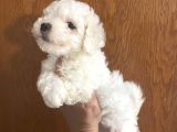 Mükemmel Maltipoo Bebekler