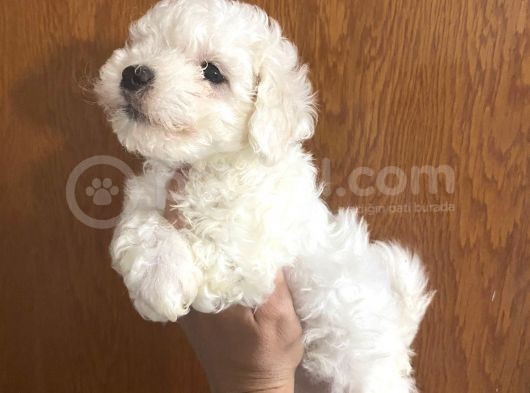 Mükemmel Maltipoo Bebekler görsel