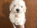 Mükemmel Maltipoo Bebekler