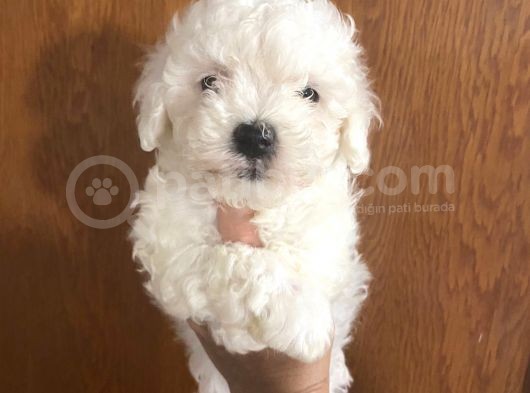 Mükemmel Maltipoo Bebekler görsel