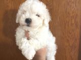 Mükemmel Maltipoo Bebekler