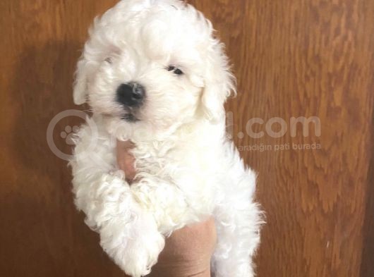 Mükemmel Maltipoo Bebekler görsel