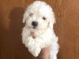 Mükemmel Maltipoo Bebekler