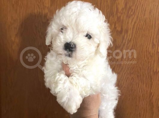 Mükemmel Maltipoo Bebekler