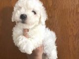 Mükemmel Maltipoo Bebekler