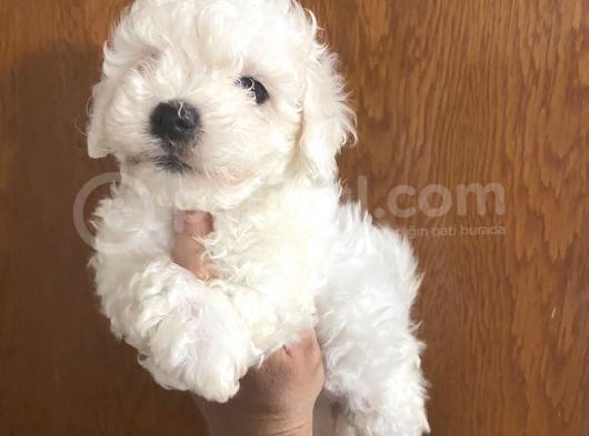 Mükemmel Maltipoo Bebekler görsel