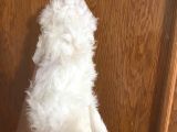 Mükemmel Maltipoo Bebekler