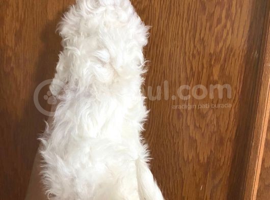 Mükemmel Maltipoo Bebekler görsel