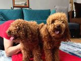 A Kalite Harika Toy Poodle