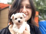 Maltese Yavrular Bursa Köpek Okulu