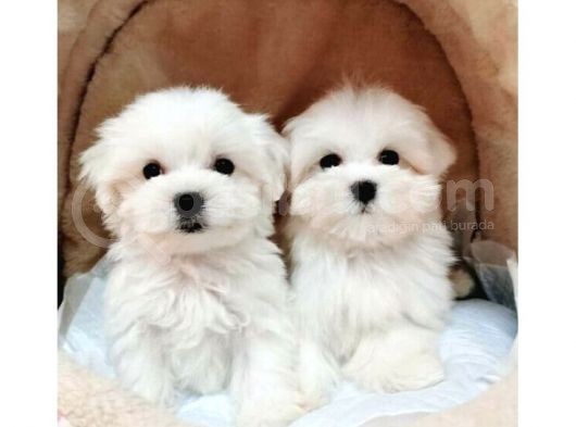 VONALP PET GARANTİSİYLE A KALİTE MALTESE TERRİER YAVRULARIMIZ
