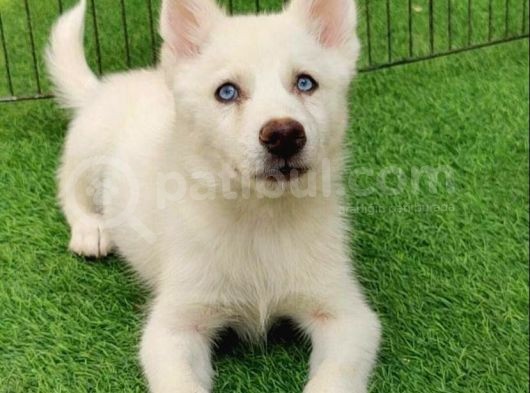 Kar Beyaz Husky Yavrulari