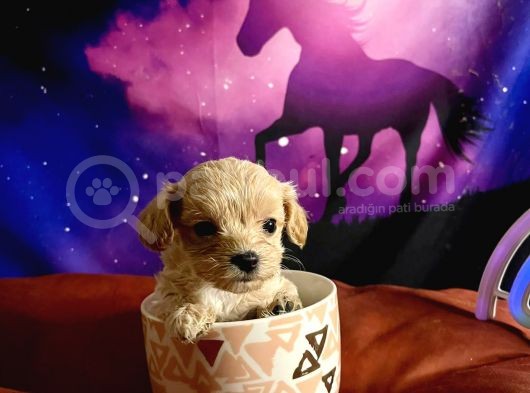 A Kali̇te Teacup Maltipo