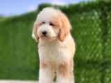 Giant Dev Çift Renk Particolor Poodle Yavrular