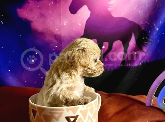 A Kali̇te Teacup Maltipo görsel