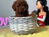 A Kalite Toy Poodle Bebeklerimiz