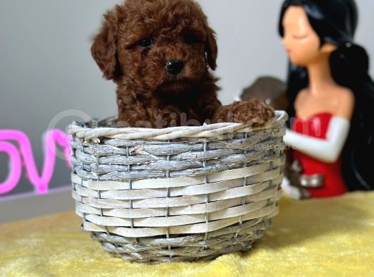 A Kalite Toy Poodle Bebeklerimiz görsel