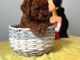 A Kalite Toy Poodle Bebeklerimiz