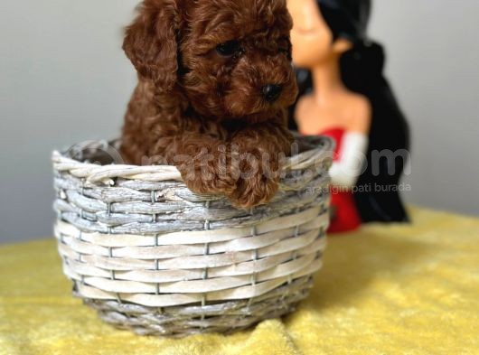 A Kalite Toy Poodle Bebeklerimiz görsel