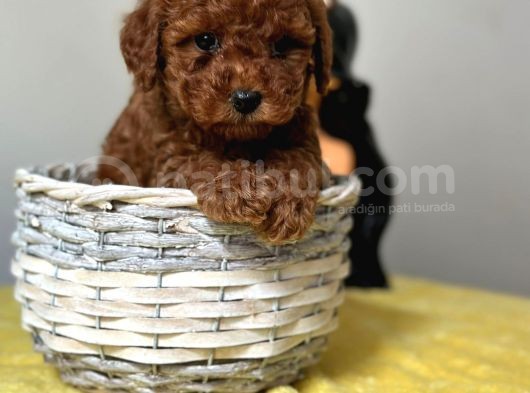 A Kalite Toy Poodle Bebeklerimiz