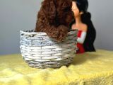 A Kalite Toy Poodle Bebeklerimiz