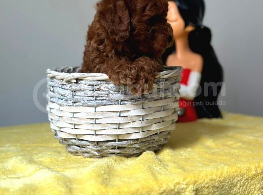 A Kalite Toy Poodle Bebeklerimiz görsel