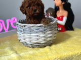 A Kalite Toy Poodle Bebeklerimiz